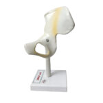 Hip Joint Model Manufacturer in Ambala