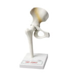 Hip Joint Model Manufacturer in Ambala
