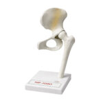 Hip Joint Model Manufacturer in Ambala