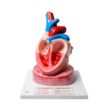 Jumbo Human heart model manufacturer