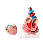 Jumbo Human heart model manufacturer