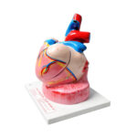 Jumbo Human heart model manufacturer
