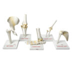 Human Joint Models Set Of 5