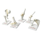 Human Joint Models Set Of 5