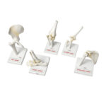 Human Joint Models Set Of 5