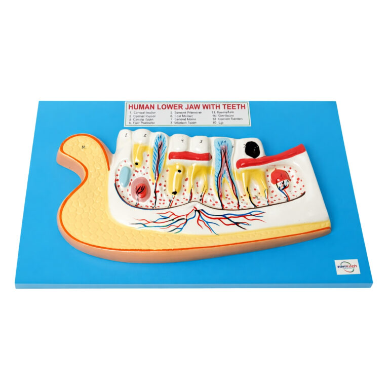 human lower jaw with teeth model manufacturer