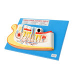 human lower jaw with teeth model manufacturer