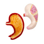 Jumbo Human Stomach Model manufacturer