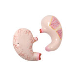 Jumbo Human Stomach Model manufacturer