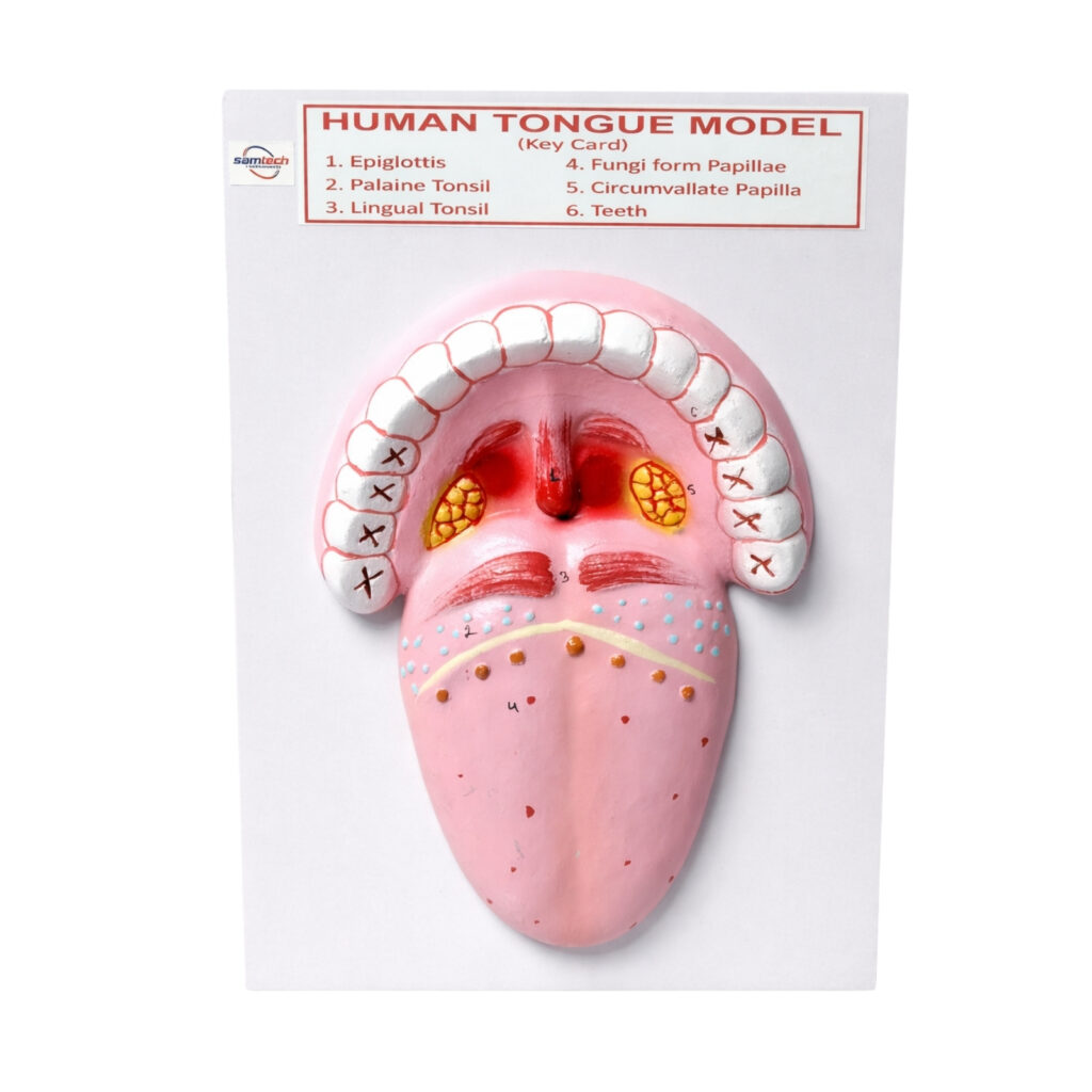 human tongue model manufacturer in amabala