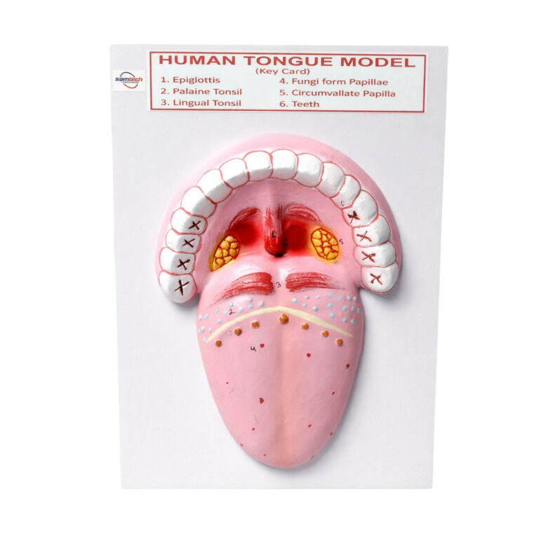 human tongue model manufacturer in amabala