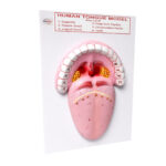 human tongue model manufacturer in ambala