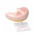 Jumbo Human Stomach Model manufacturer