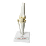 human knee joint mode manufacturer