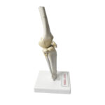 human knee joint mode manufacturer