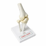 human knee joint mode manufacturer
