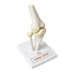 human knee joint mode manufacturer