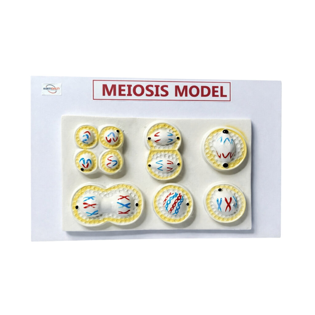 Meiosis model Manufacturer