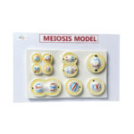 Meiosis model Manufacturer