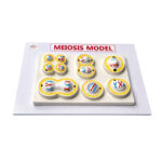 Meiosis model Manufacturer