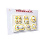 Meiosis model Manufacturer