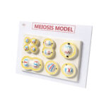 Meiosis model Manufacturer