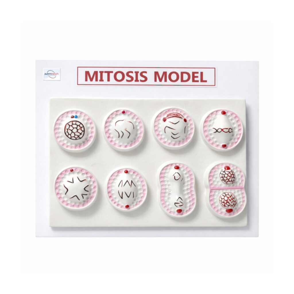 Mitosis Model Manufacturer Model