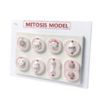 Mitosis Model Manufacturer Model
