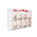 Mitosis Model Manufacturer Model