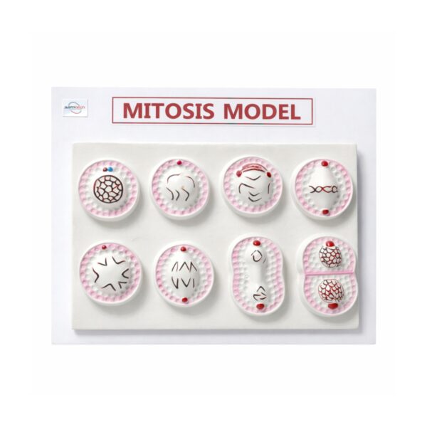Mitosis Model Manufacturer Model