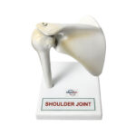 Human Shoulder Joint Model manufacturer