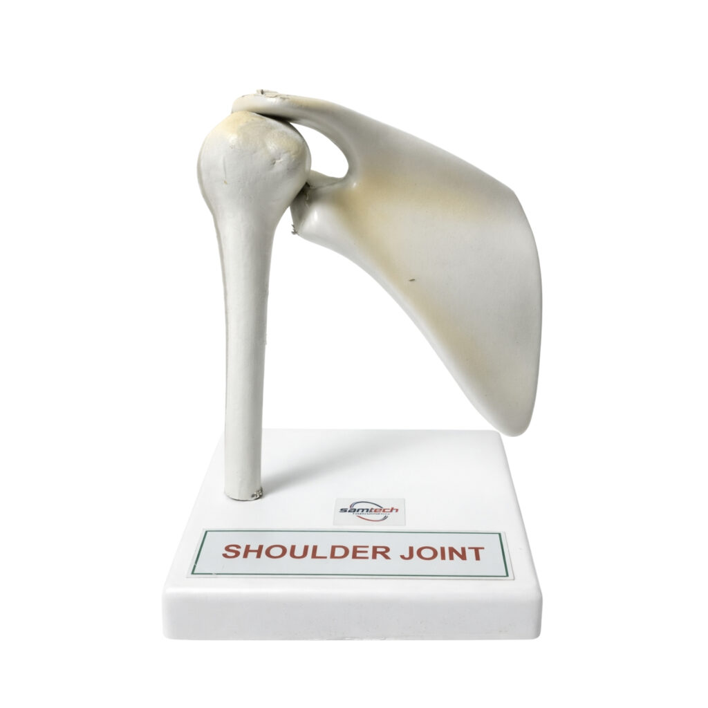 Human Shoulder Joint Model manufacturer