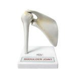 Human Shoulder Joint Model manufacturer