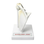 Human Shoulder Joint Model manufacturer