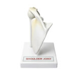Human Shoulder Joint Model manufacturer