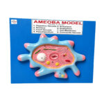 Amoeba Model Manufacturer in Ambala