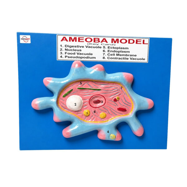Amoeba Model Manufacturer in Ambala