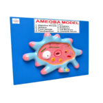 Amoeba Model Manufacturer in Ambala