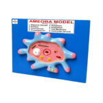 Amoeba Model Manufacturer in Ambala