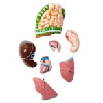 Human Torso Model Manufacturer in Ambala