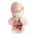 Human Torso Model Manufacturer in Ambala