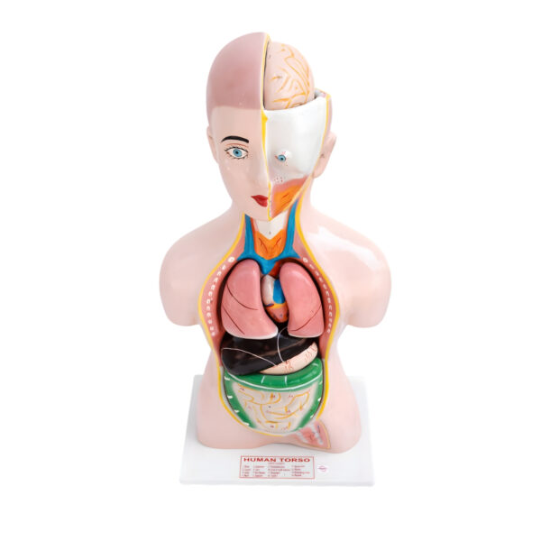 Human Torso Model Manufacturer in Ambala