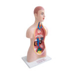 Human Torso Model Manufacturer in Ambala