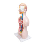 Human Torso Model Manufacturer in Ambala