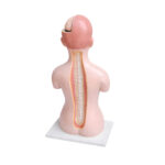 Human Torso Model Manufacturer in Ambala