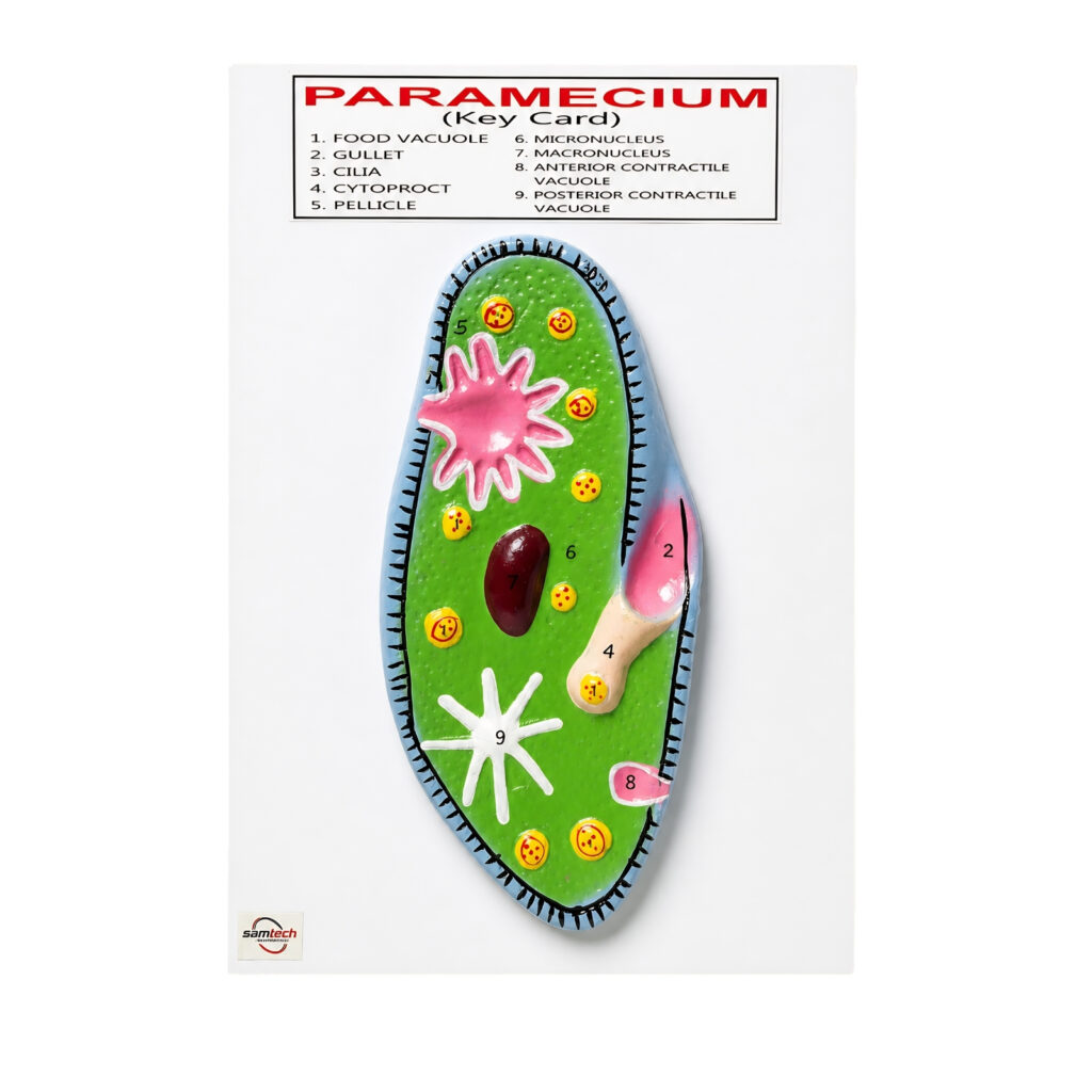 Paramecium Model Manufacturer in Ambala