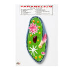 Paramecium Model Manufacturer in Ambala