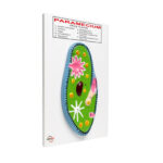 Paramecium Model Manufacturer in Ambala