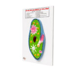 Paramecium Model Manufacturer in Ambala