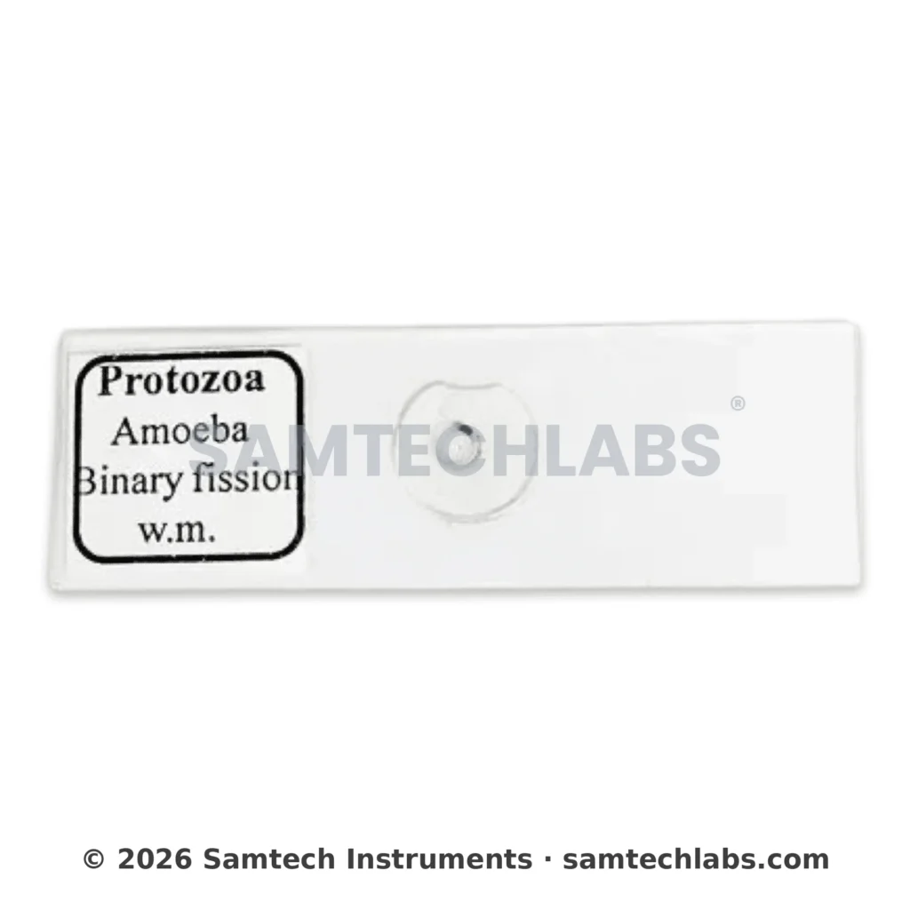 Amoeba Binary Fission Slide Manufacturer & Supplier in Ambala, India
